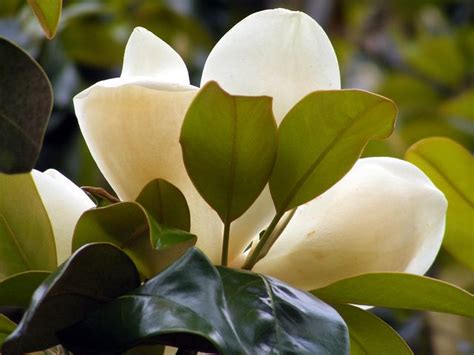 Magnolias Margaritas Y Parientes Dicotiledóneas Clase Magnoliopsida