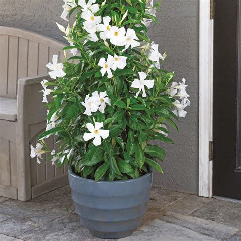 White Mandevilla Vine – Jardineries Botanix