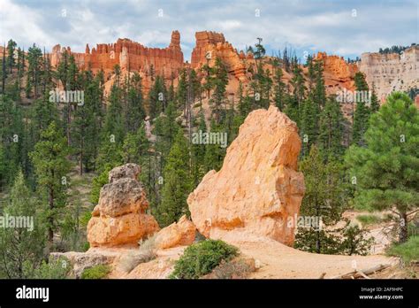 Hiking In The Beautiful Queens Garden Trail Of Bryce Canyon National