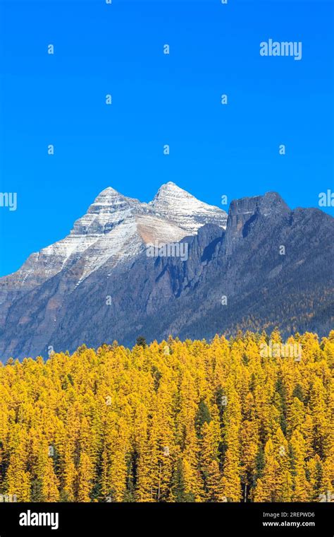 Larch In Fall Color Below Mount Stimson And Threesuns Mountain In