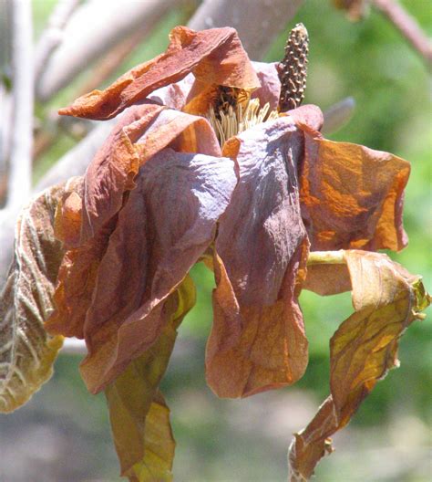 Freeze Damage to Landscape Plants | News