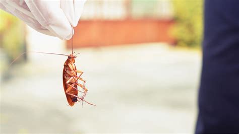 Roaches Do Cockroaches Bite A N T Pest Control