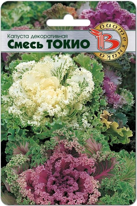 Капуста декоративная Токио. Описание сорта, фото.