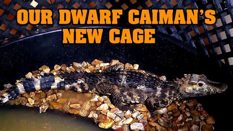 Dwarf Caiman Cage Build Sobek The Croc Update Youtube