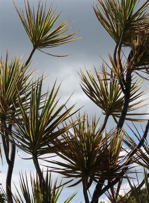 Dragon Tree Dracaena Marginata Growing And Care Guide For Gardeners