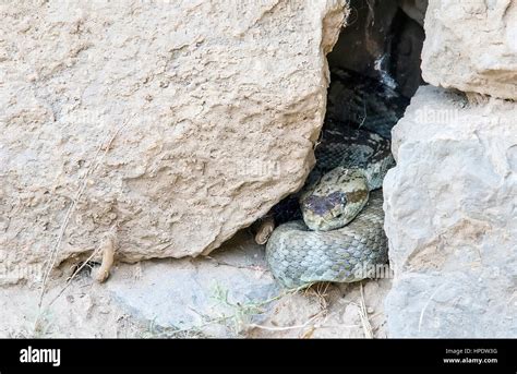 Serpiente De Cascabel De Cola Negra Fotografías E Imágenes De Alta