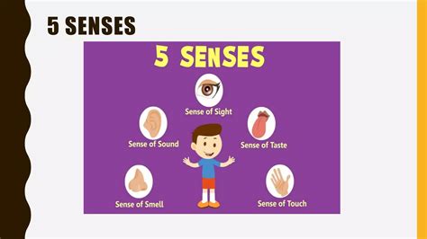Sense Organs Ppt
