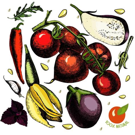 Premium Vector Set With Vegetables Tomato Eggplant Zucchini Garlic Hot Pepper Basil