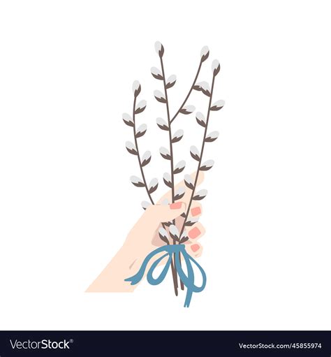 Woman Holding In Hand Bunch Of Pussy Willow Vector Image