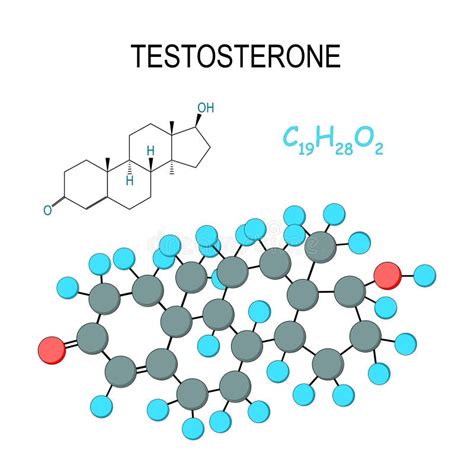 Testosteron Chemiczna Formalnie Formua I Model Molekua C19h28o2