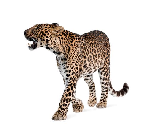 Leopard Full Body Walking Side View Stock Photos Pictures And Royalty