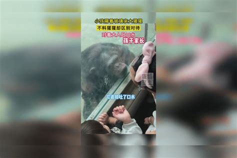 游客隔玻璃亲吻忧郁大猩猩，大人小孩竟被猩猩“区别对待”大猩猩大人小孩