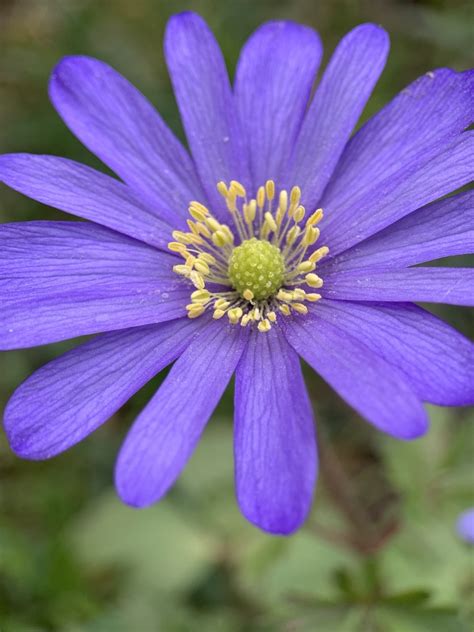 Greek Anemone from Vaihinger Straße, Stuttgart, Baden-Württemberg, DE ...