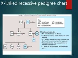 Inheritance Autosomal And Sex Linked Ppt