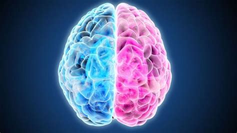 Creatividad y lógica: El neuromito de los hemisferios cerebrales