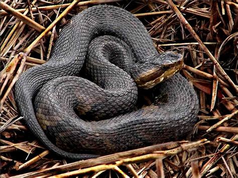 Diagram Of Water Moccasin Cottonmouth Moccasin