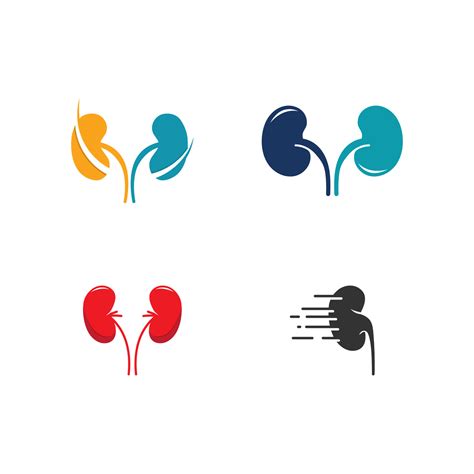 kidney vector illusrtation 22037101 Vector Art at Vecteezy