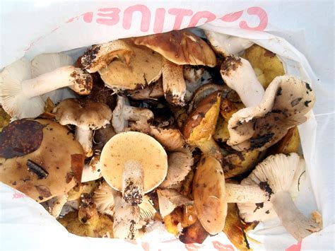 Cueillette Des Champignons Ma