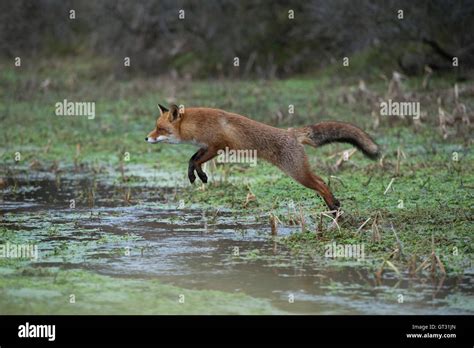 Springt springen Fotos und Bildmaterial in hoher Auflösung Alamy