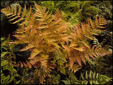 Autumn Brillance Autumn Fern Hinsdale Nurseries