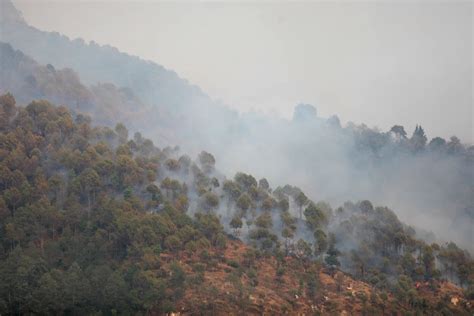 Por Qué Los Bosques Tropicales Son Fundamentales Para Enfrentar El Cambio Climático Infobae