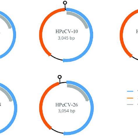 The Genome Organization Of The Novel Hpecvs The Genomic Architecture