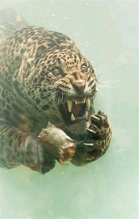 Jaguar hunting its prey underwater. 🐆 Interesting fact: The jaguar is ...