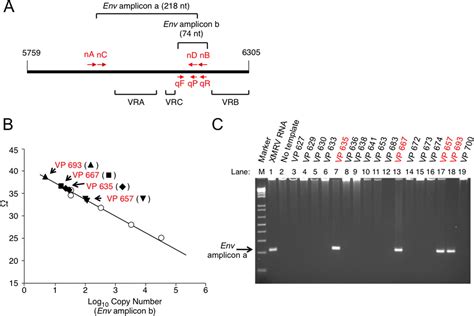 Fibrils Of Prostatic Acid Phosphatase Fragments Boost Infections With