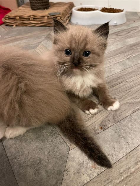 Seal Mitted Mink Ragdoll