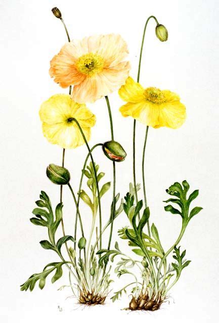 Poppy Love Botanical Illustration Watercolor Poppy Flower Tattoo