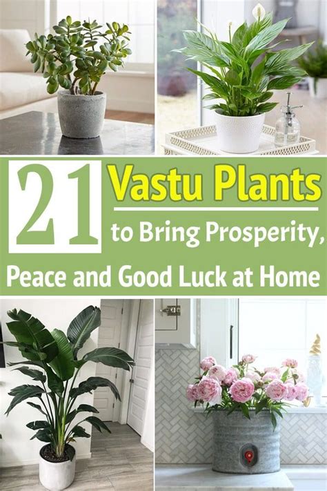 21 Vastu Plant To Bring Prosperity Peace And Good Luck At Home In