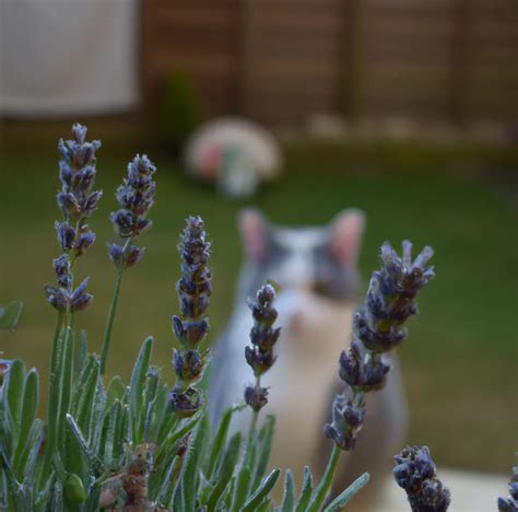 Is Lavender Toxic To Cats?