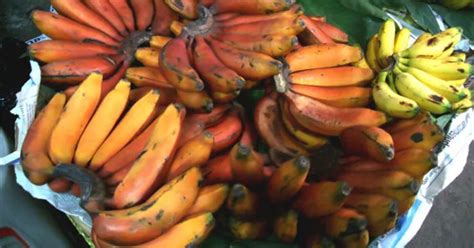 banana varieties foodieleaks