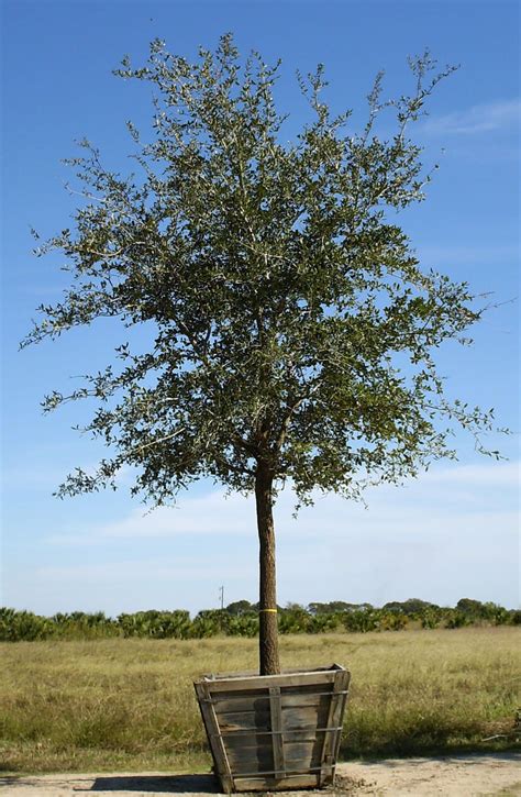 Live Oak Tree With Black Spots On Leaves at Taylah Ned blog