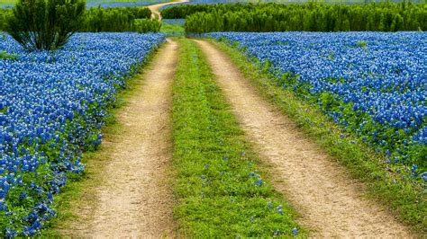 Grass Nature Landscape Trees Plants Road Wildflowers Flowers Texas