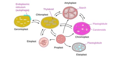 Plastids : Types, Structure & Functions Of Plastids Definition & Examples