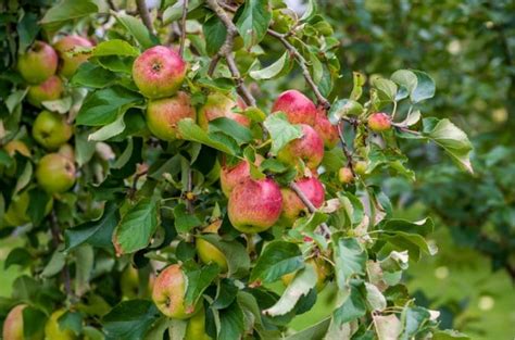 Apfelbaum Pflegetipps Zum Gie En D Ngen Und Schneiden