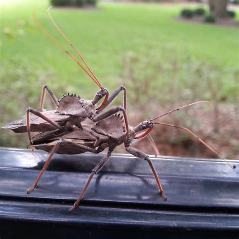 Mating Wheel Bugs Arilus Cristatus Bugguidenet