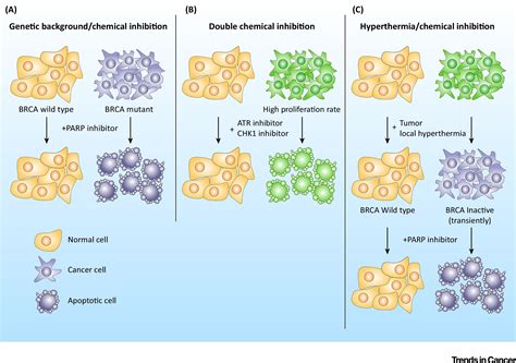 Synthetically Lethal Interactions Of Atm Atr And Dna Pkcs Trends In