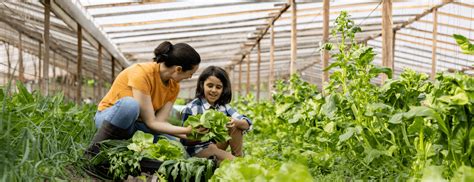 Agricultura de subsistência quais os desafios para essa cultura