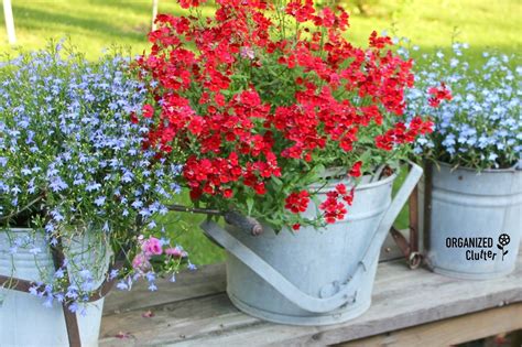 Немезия в ландшафтном дизайне (96 фото) - красивые картинки и HD фото