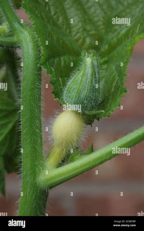 Female Pumpkin Flower Hi Res Stock Photography And Images Alamy