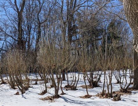 The Martha Stewart Blog : Blog Archive Time to Gather Pussy Willows