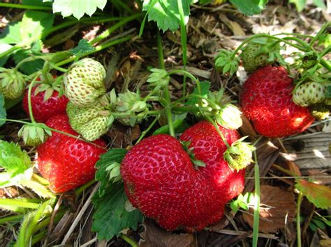 Клубника Викода: описание сорта, фото, отзывы садоводов | qlumba.com