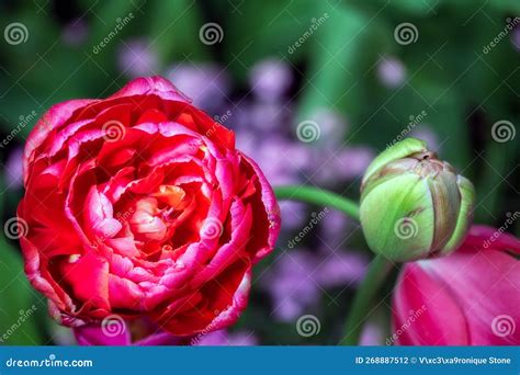 Red Tulipa Renown Unique in Spring, Closeup Stock Photo - Image of ...