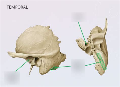 temporal ii diagram quizlet