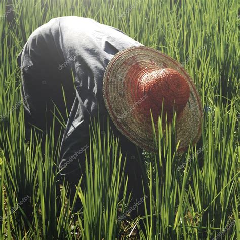 Asian Farmer Harvesting Rice — Stock Photo © Rawpixel #91313266