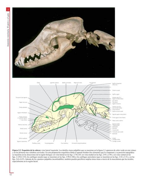 Atlas En Color De Anatomia Veterinaria El Perro Y Del Gato