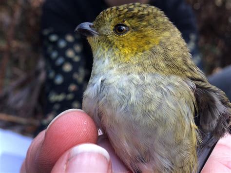 Australian National University New Research Into 40 Spotted Pardalote