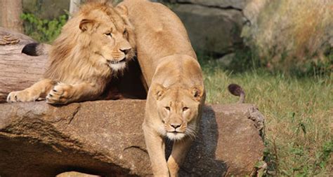 southwicks zoo reservations reservations